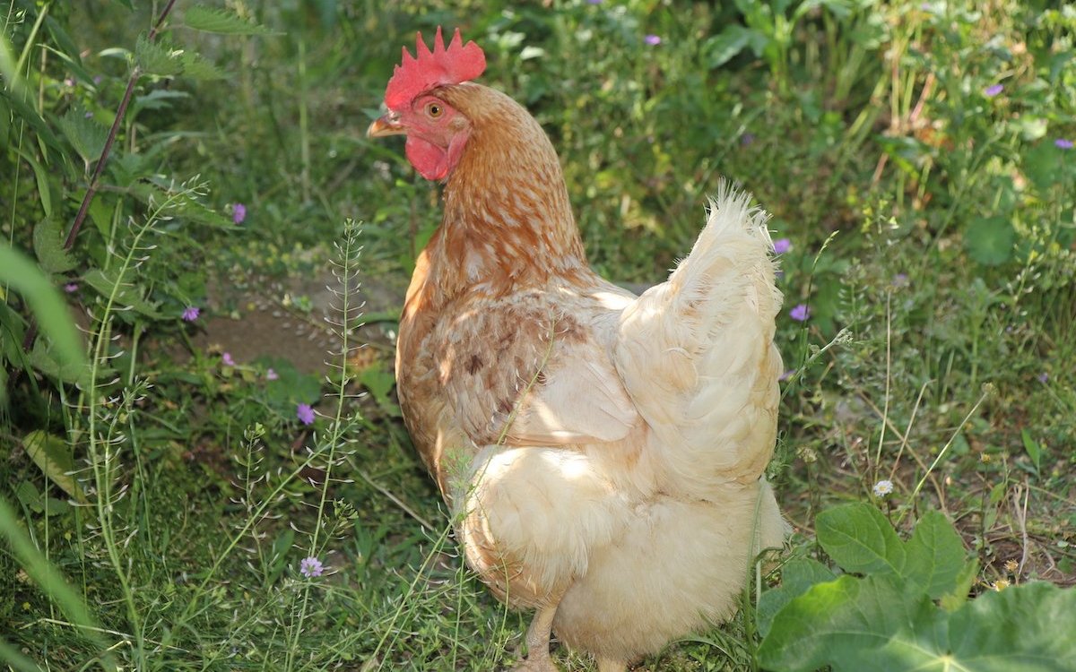 Hybridhühner legen jeden Tag ein Ei. 