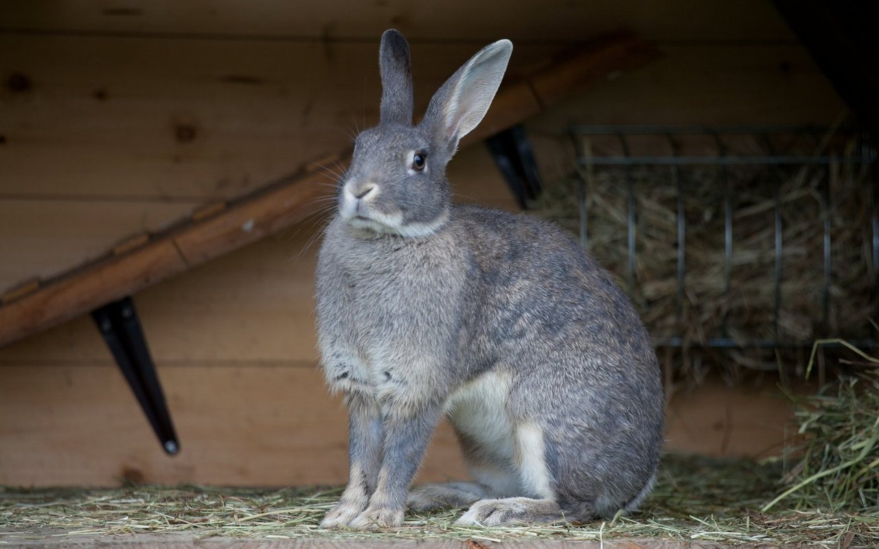 Das Schweizer Fehkaninchen trägt ein blauwildfarbiges, geperltes Fellkleid.