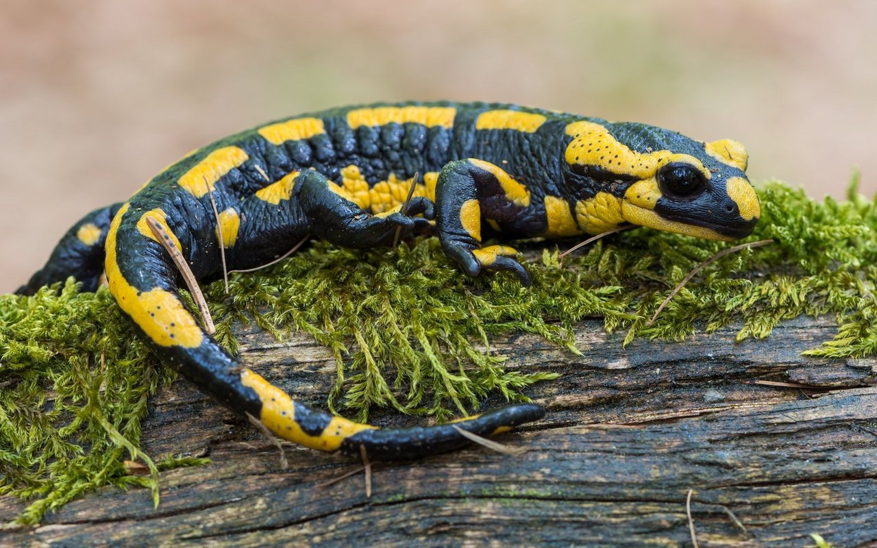 Die Begegnung mit einem Feuersalamander ist ein besonderes Erlebnis.