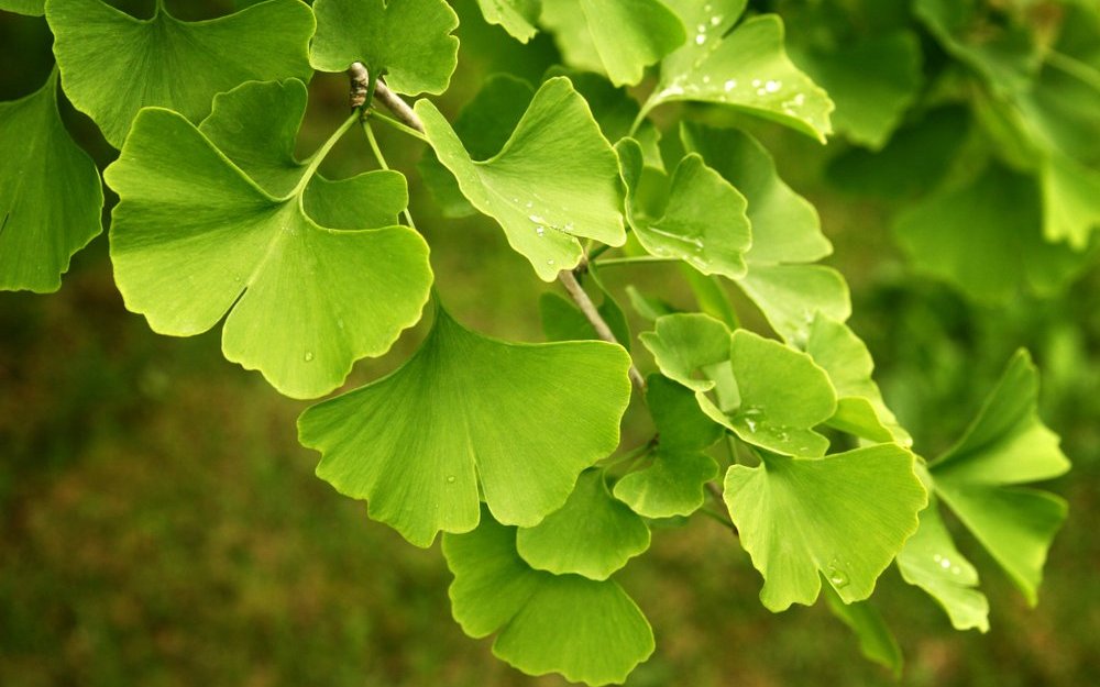 Ginkgo-Blätter haben ein markantes Aussehen. 