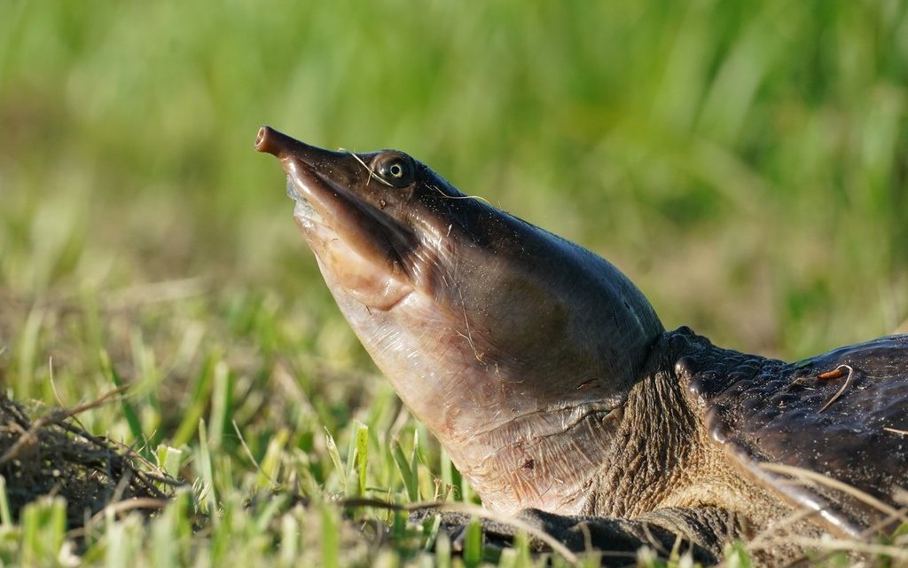 Obwohl die Weichschildkröte anpassungsfähig ist, steht sie dennoch verschiedenen Bedrohungen gegenüber.