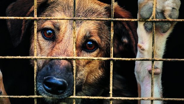 Über 100 Hunde des Hofs in Ramiswil wurden wegen ihres Zustands eingeschläfert. Der STS bezeichnete den Tierschutzfall als einen der schwerwiegendsten der letzten Jahre.