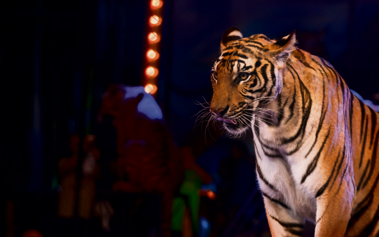 Wie Tiere im Ruhestand ein neues Zuhause finden und endlich ihre Freiheit geniessen dürfen.