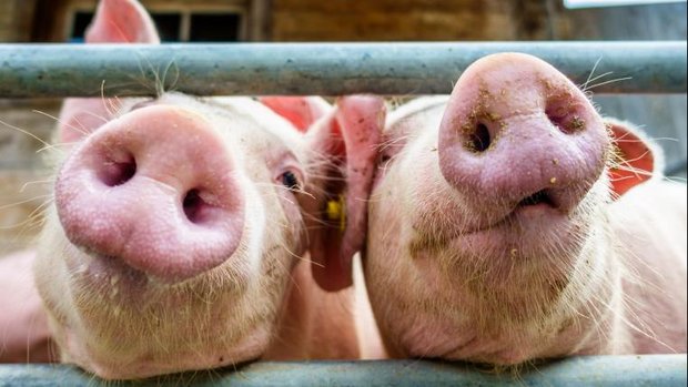 Schweine strecken Nasen aus Gatter