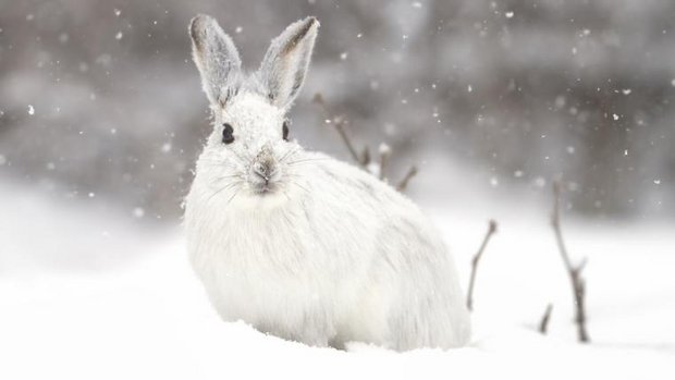 schneeschuhhase-fleischfresser-aas-winter.jpg