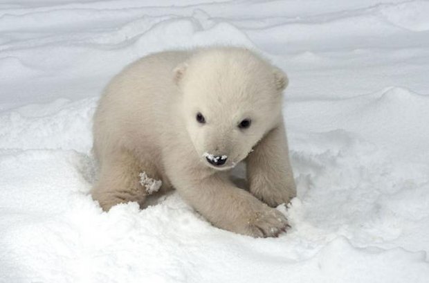 Eisbaer_Baby_Schnee_Axel_Dobbertin_s.jpg