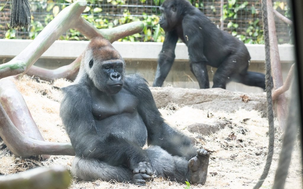 Die Gorillagruppe hat Yeba als dominantes Männchen akzeptiert.