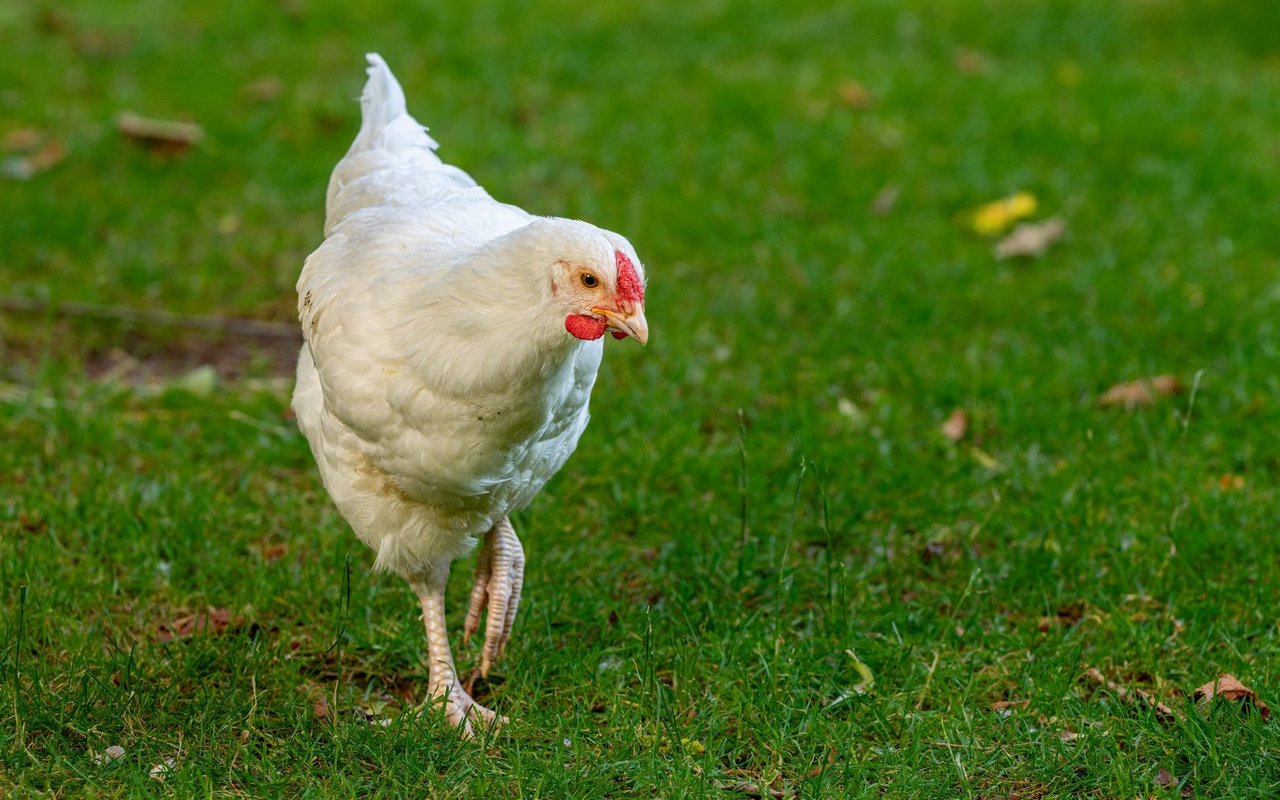 Schweizerhuhn