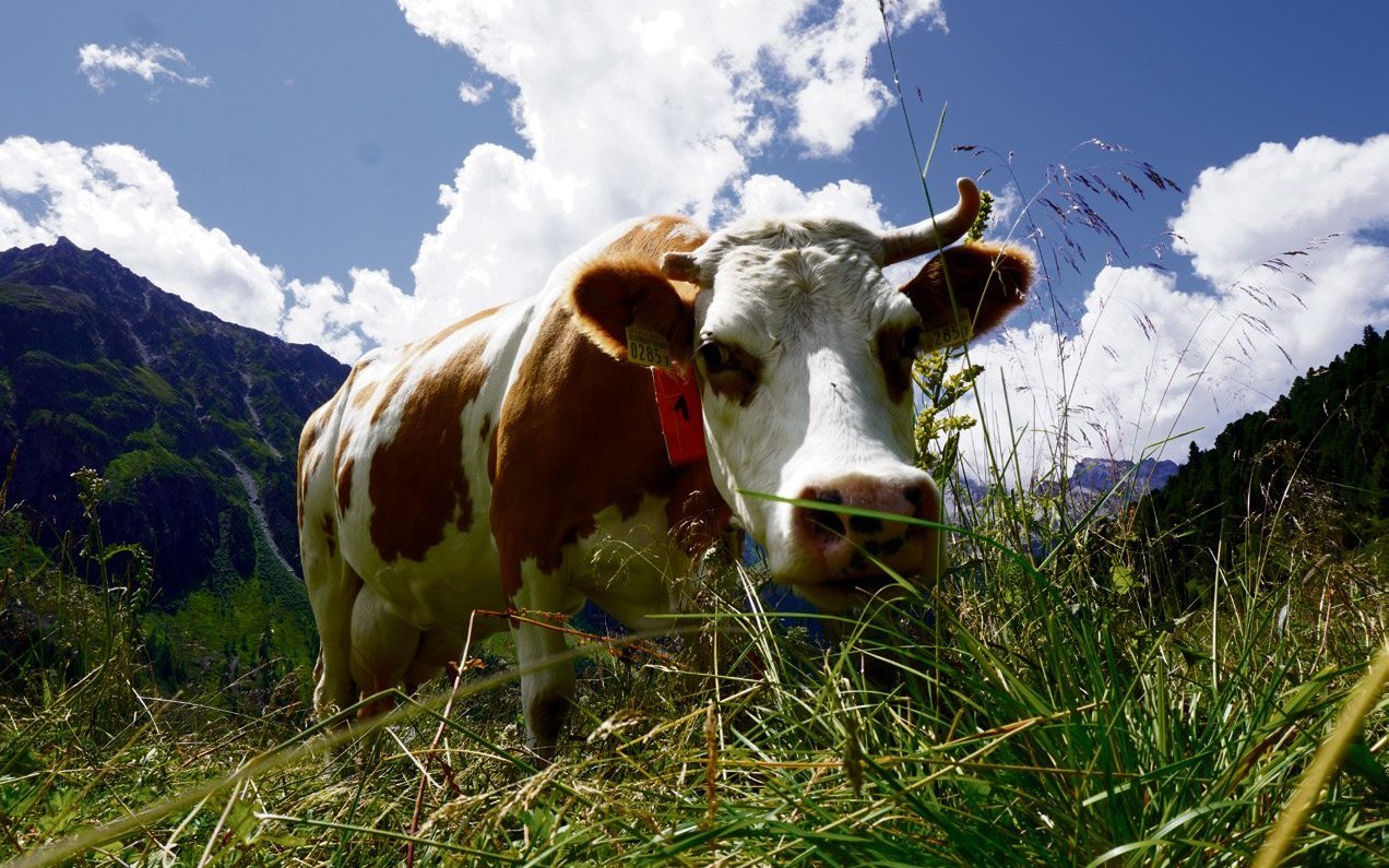 Milchkuh-Rassen beeinflussen Biodiversität auf Alpen. Lösungen gegen Verbuschung sind gefordert.