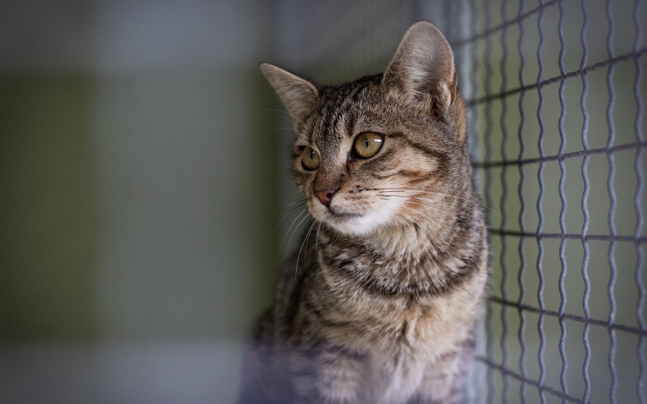 Viele der Tiere, welche im Tierheim landen, sind Katzen. 