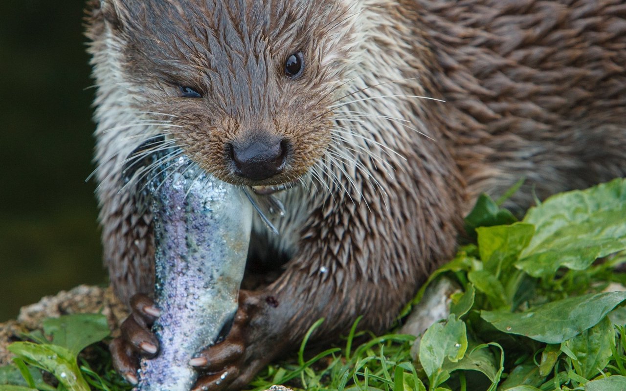 Als typischer Opportunist jagt der Fischotter, was ihm vor die Schnauze kommt.