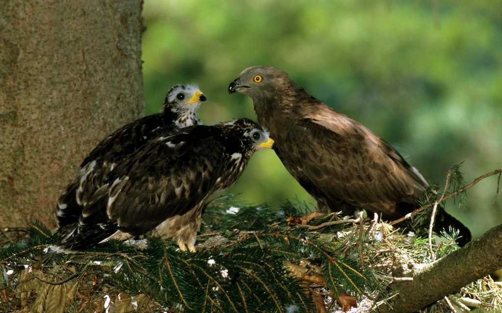 Zwischen einem und drei Jungtieren zieht ein Wespenbussard-Pärchen in Schweizer Wäldern gemeinsam auf.