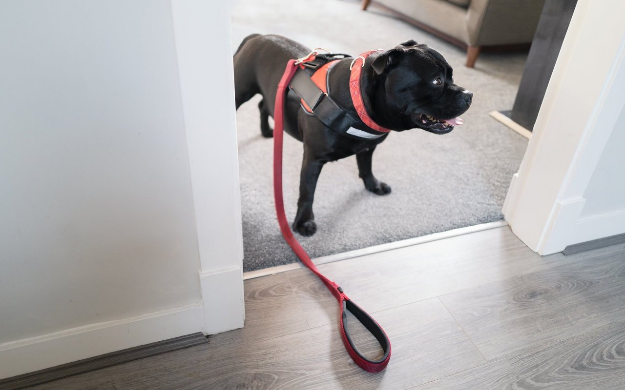 Die Leine dient als verlängerter Arm des Menschen, ganz ohne den Hund bedrängen zu müssen.