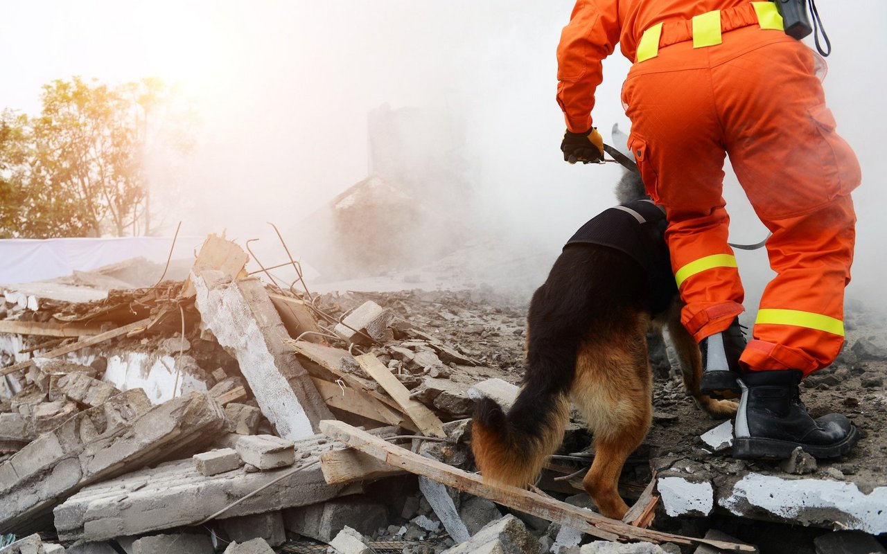 Rettungshunde der Armee werden heutzutage auch bei humanitären Krisen wie Erdbeben eingesetzt.
