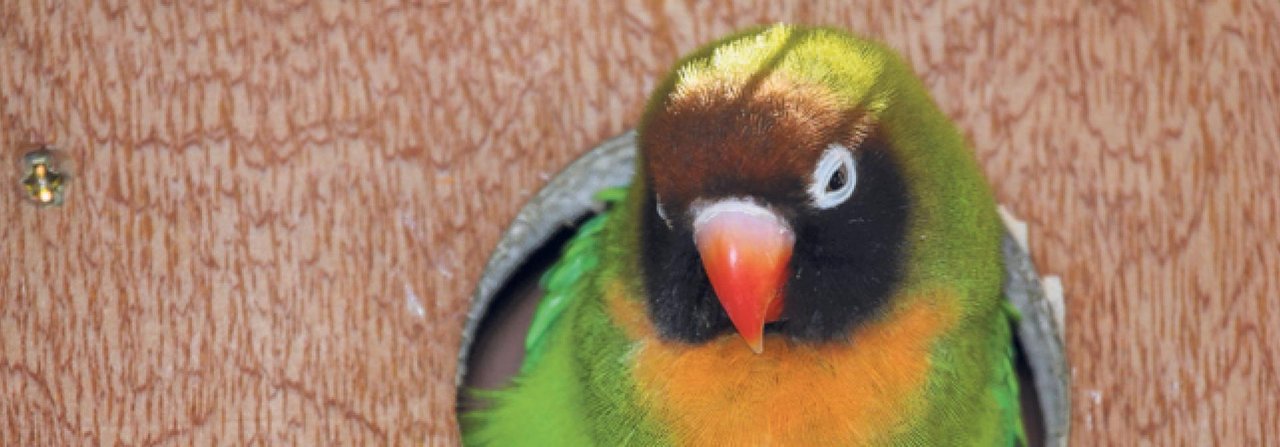 Brütende Vögel wie dieses Russköpfchen brauchen besonders viel Kalzium.