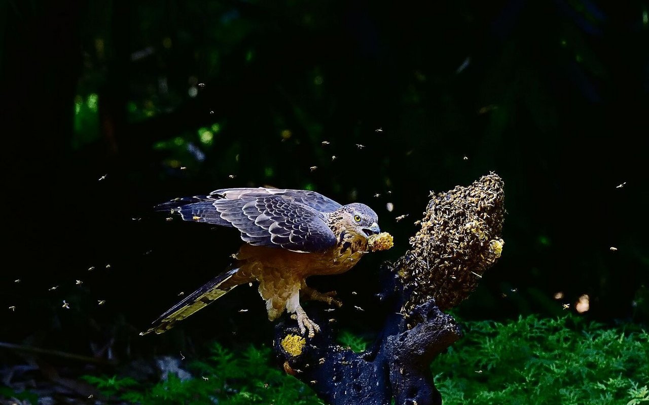 Wespenbussard