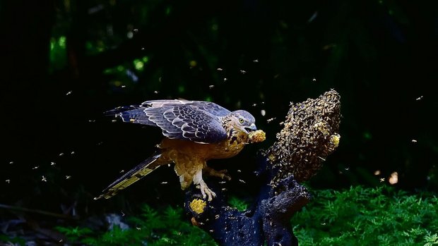 Wespenbussard