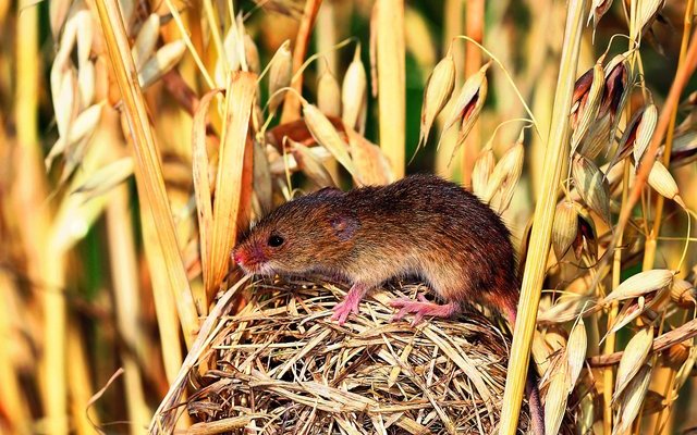 Die Maus baut ein kugelrundes Sommernest.