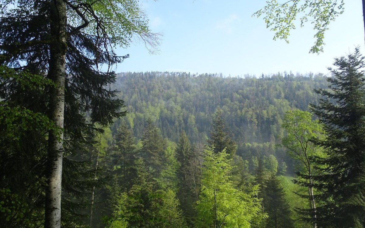 Der Wald im Jurabogen wird sich voraussichtlich verändern, sagen Forscher. 