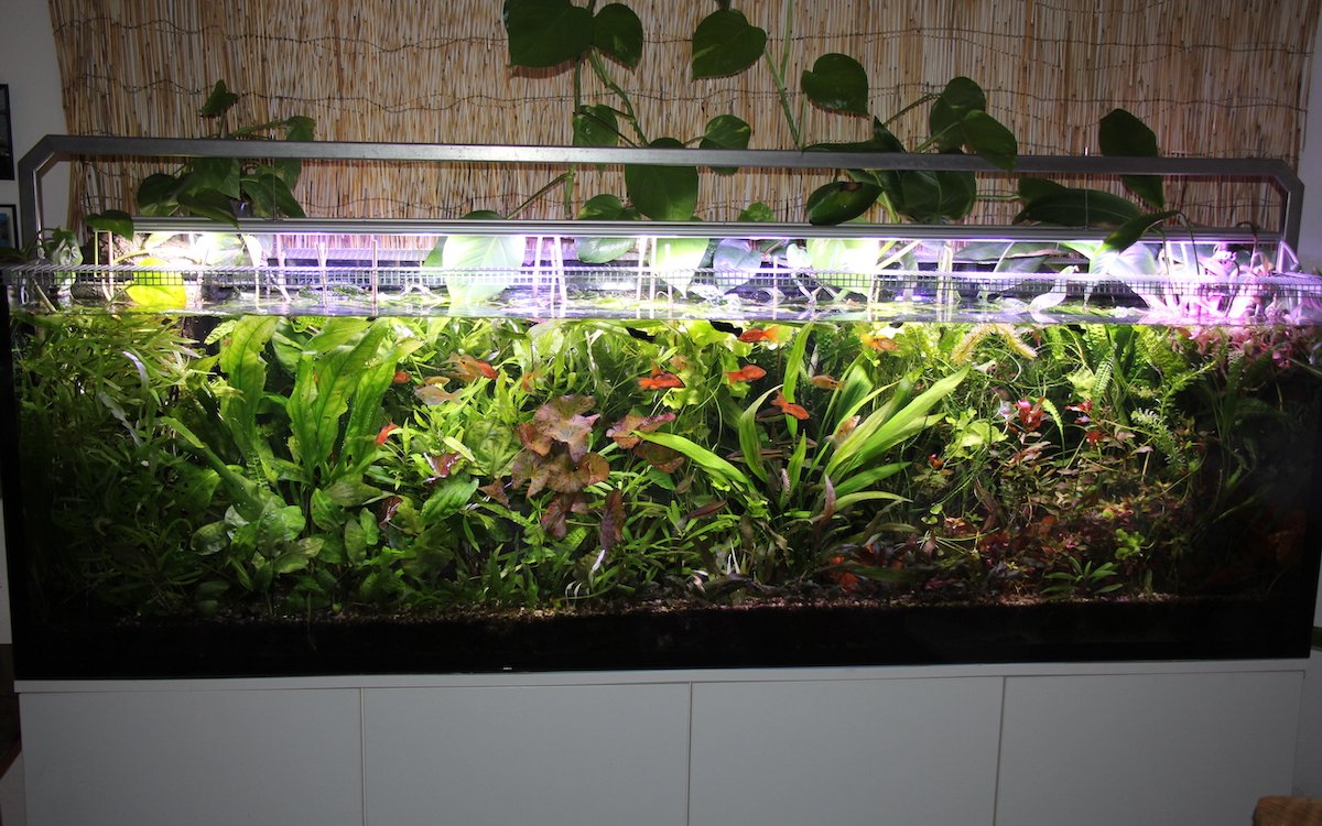 Es ist wichtig, viele schnellwachsende Wasserpflanzen zu setzen, damit sich das biologische Gleichgewicht im Aquarium bald einstellt. 