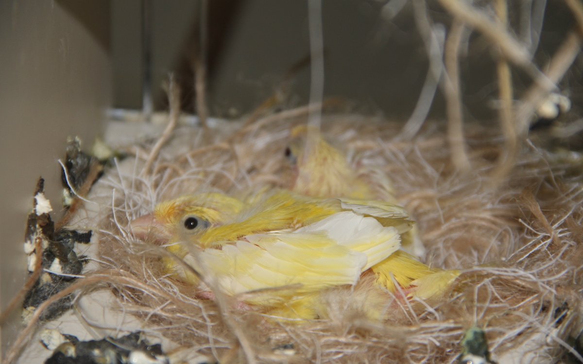 Junge Kanarienvögel in einem Nistkörbchen. Die Aufzucht ist ein natürlicher Ablauf im Leben der Vögel. 