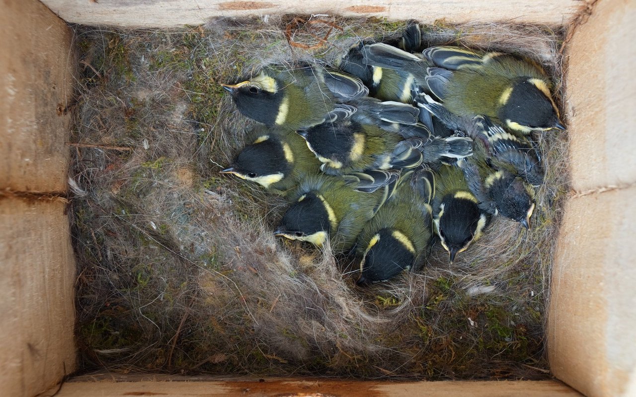 Die Kohlmeiseneltern haben alle Hände voll zu tun, mit einer durchschnittlichen Anzahl zwischen 8 und 12 Jungen. 