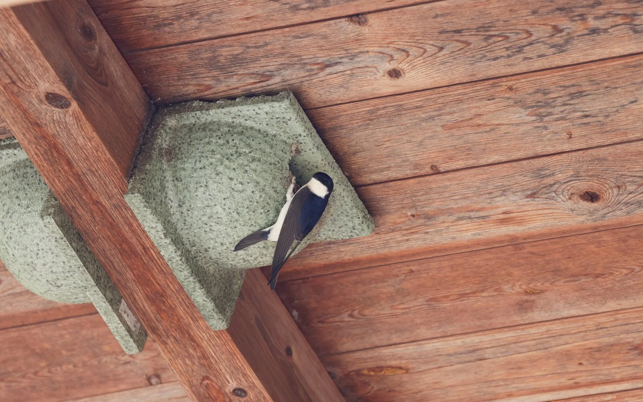 Für Mehlschwalben gestaltet sich der Nestbau als sehr schwierig. In Siedlungen finden sie nur selten Lehmpfützen mit Nistmaterial. Hier schaffen künstliche Nester aus Holzbeton Abhilfe.