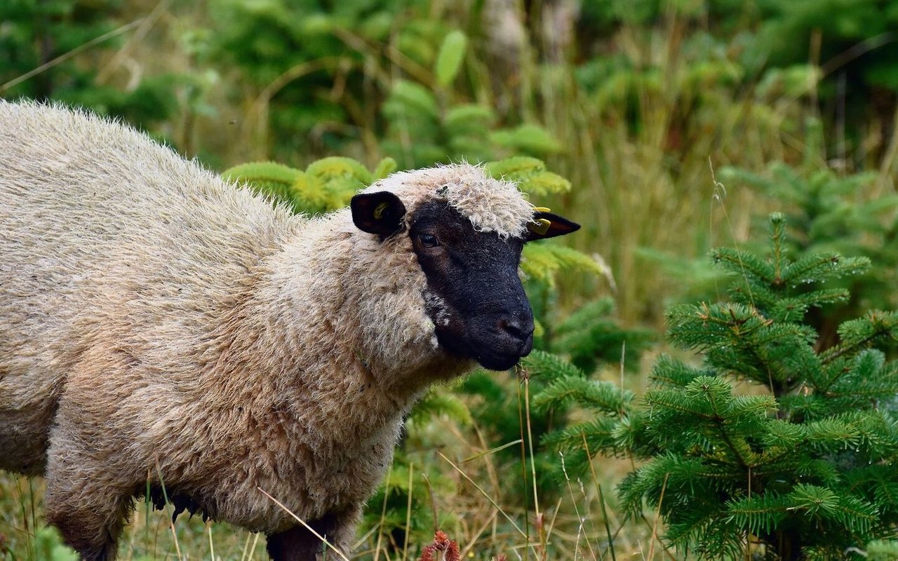 Leicht gekrauste, weisse Wolle, keck abstehende Ohren und ein schwarzes Gesicht sind typisch für das Shropshire-Schaf.