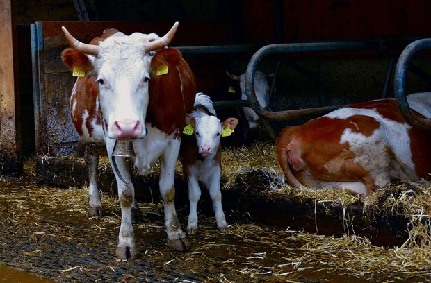 Die rot-weiss gescheckten Kühe haben jeweils einen weissen Kopf mit braun abgesetzten Ohren.