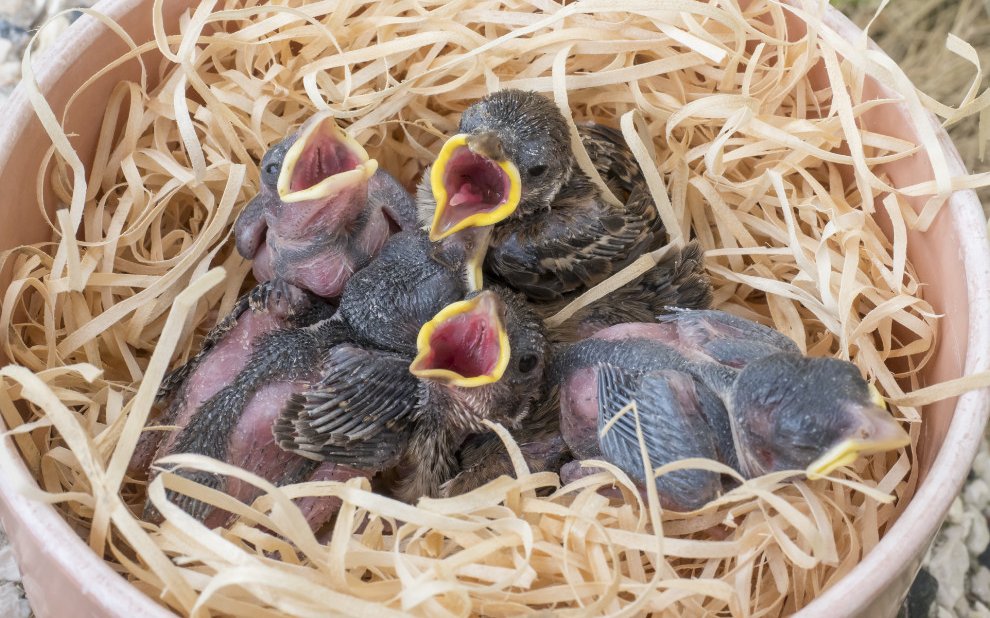 Diese Feldsperlinge sind noch kaum befiedert und wären ausserhalb des Nests verloren, da sie gewärmt werden müssen. Solche Vögelchen gehören in eine Pflegestation.