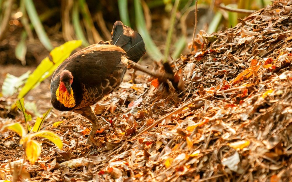 Ein Australisches Buschhuhn scharrt Material zum Bruthügel.