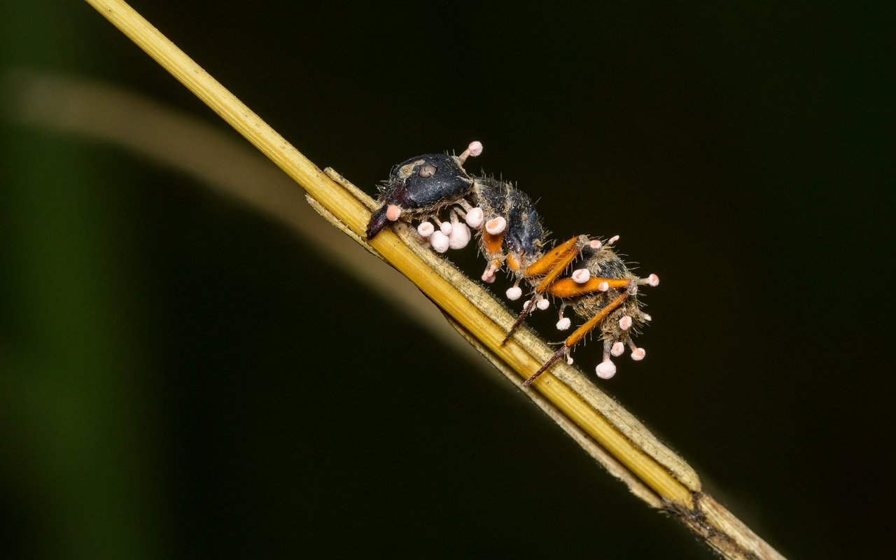 Ophiocordyceps unilateralis wächst aus einer befallenen Ameise.