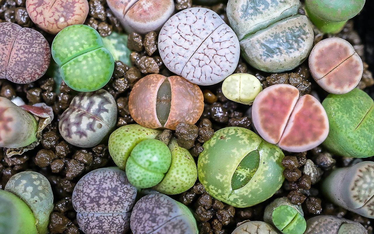 Lebende Steine (Lithops): Blattsukkulenten, die in steinigen Halbwüsten Südafrikas und Namibias vorkommen. Sie leben geschützt im Boden eingesenkt mit zwei Blättern über der Erdoberfläche für die Fotosynthese.