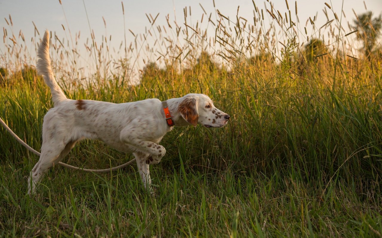 Ein kontrolliert geführter Jagdhund kann eine Rehmutter und ihr Kitz beunruhigen, indem er seine Duftspuren hinterlässt.