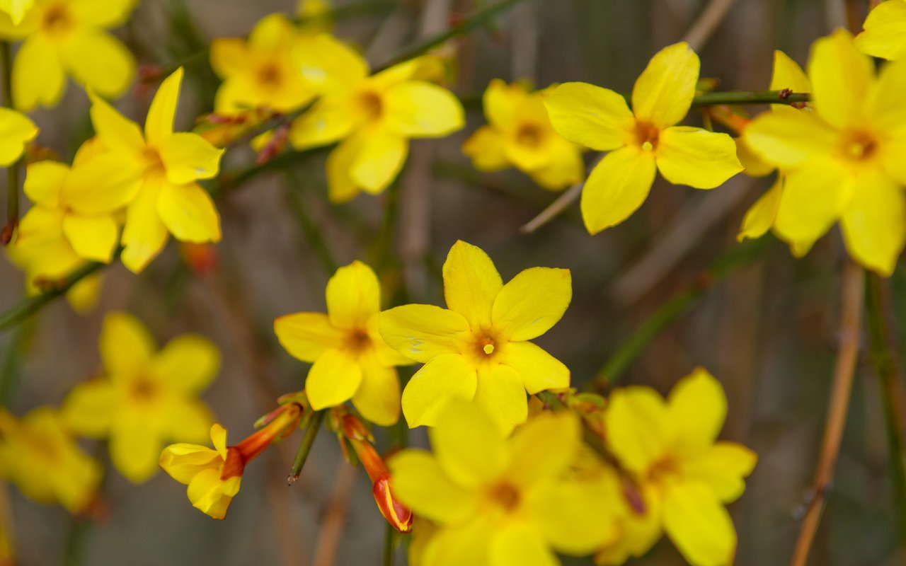 Winterjasmin (Jasminum nudiflorum)