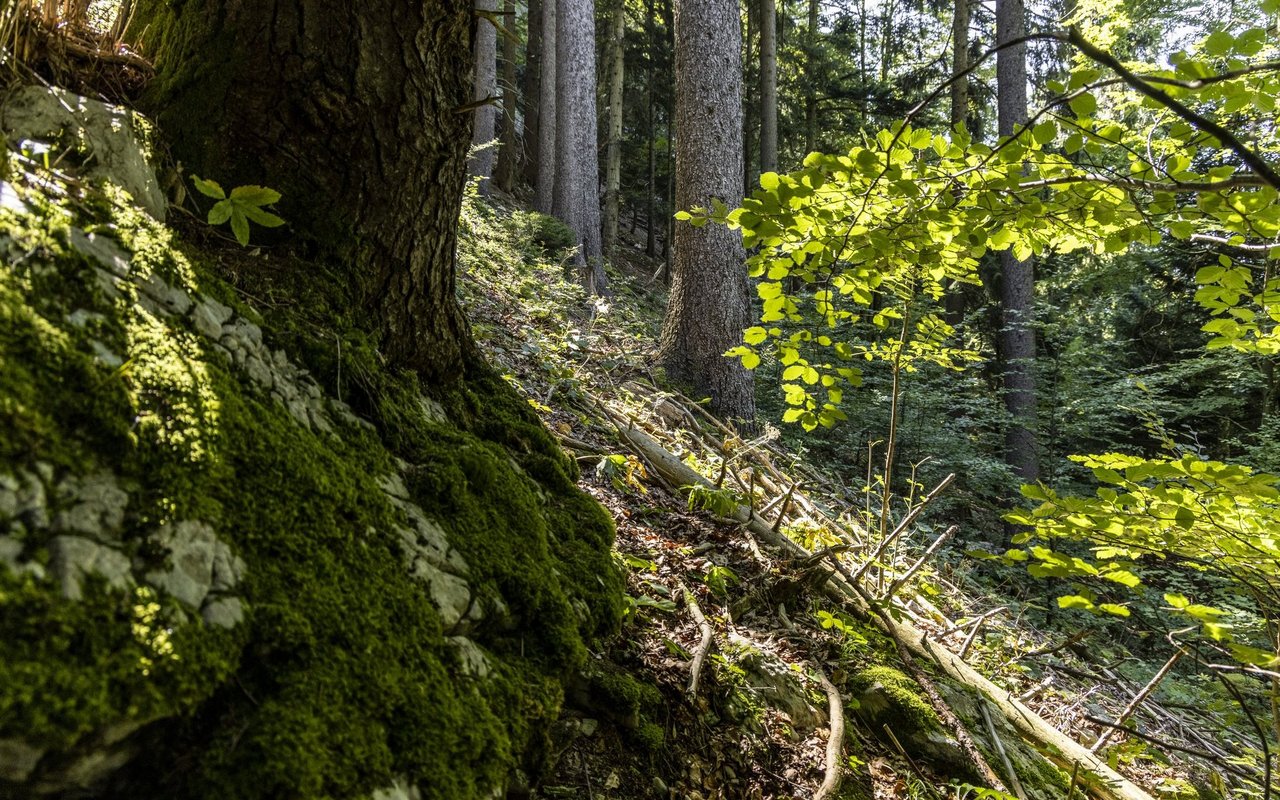 Der Gartenschläfer braucht strukturreiche Wälder mit steinigen Partien.