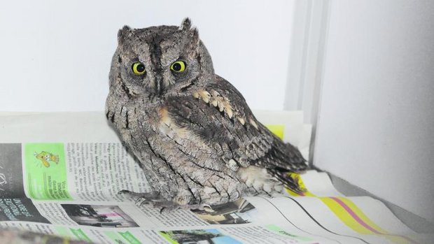 Zwergohreule in Pflegestation im Zoo La Garenne