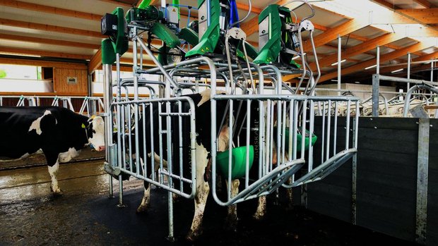 und Euter und fängt den Urin auf.