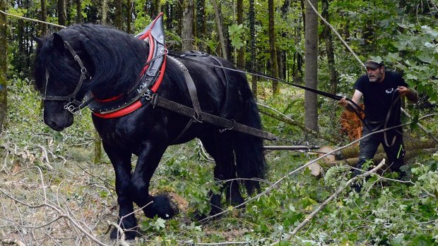 Christian Weissenbacher und sein siebenjähriger Percheronhengst Rubin im Einsatz bei der Holzbringung. 