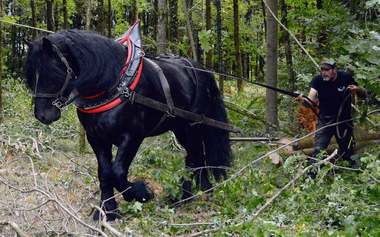 Christian Weissenbacher und sein siebenjähriger Percheronhengst Rubin im Einsatz bei der Holzbringung. 