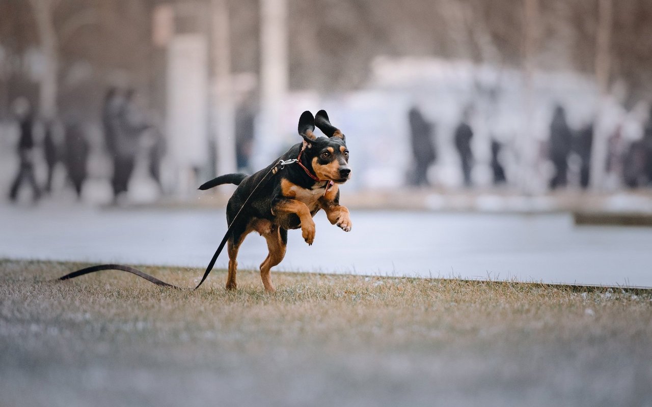 Läuft der Hund mitsamt einer Leine fort und wird nicht innerhalb von 12 bis 24 Stunden gesehen, könnte er festhängen und professionelle Hilfe ist gefragt.