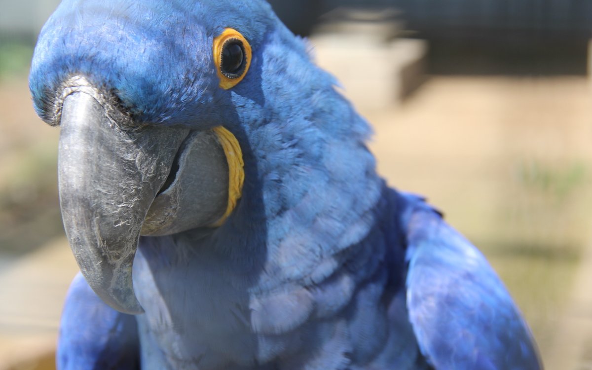 Hyazintharas sind gefährdet und werden durch Zoos vermehrt, beispielsweise auch in Zürich. 