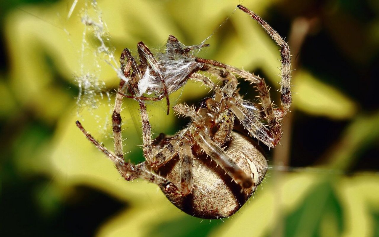 Für Kreuzspinnen-Männchen ist das Liebesspiel riskant.