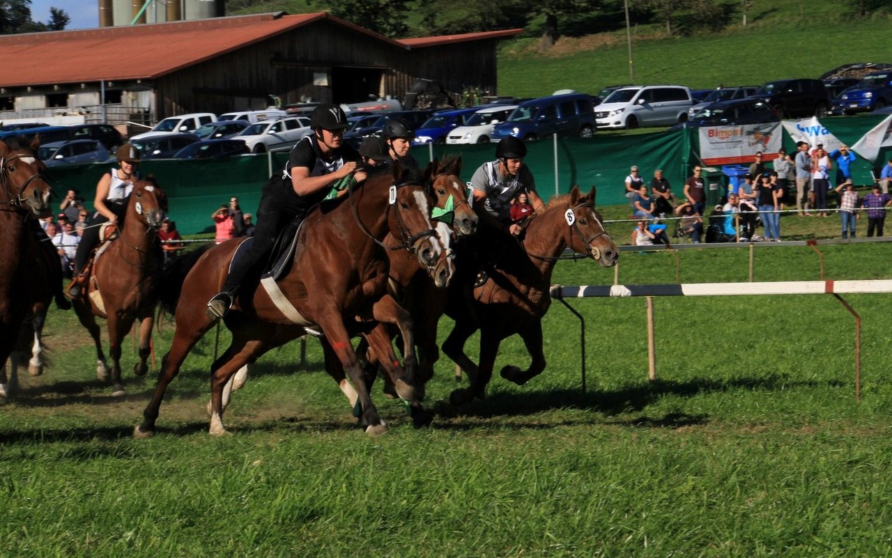 19 verschiedene Rennen stehen auf dem Programm des 50.Bauernpferderennen in Schwarzenburg.