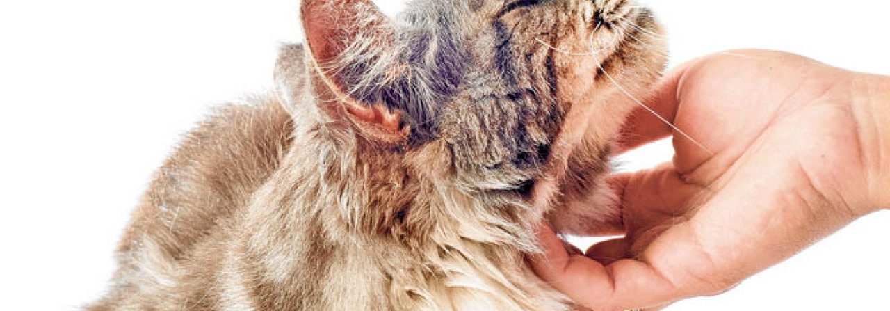 Die Katze sagt, wo und ?wie lange sie gestreichelt werden will.