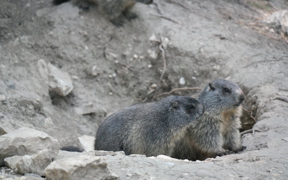 Murmeltiere lassen sich mit Geduld im Tierpark Biel entdecken und beobachten. 