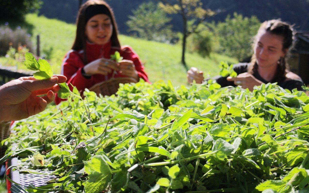 Beim aufwändigen Zupfen der Blätter helfen alle mit und bilden gemeinsam ein illustres Grüppchen. 