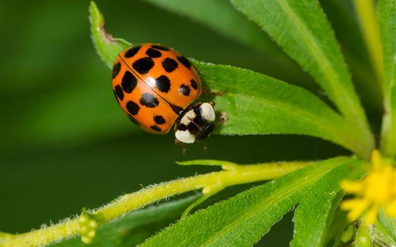 Der asiatische Marienkäfer hat eine schwarze Zeichnung auf weissem Grund. Umgekehrt hat die heimische Art «Anatis ocellata» eine weisse Zeichnung auf schwarzem Grund.