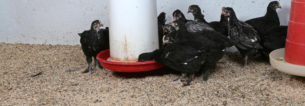 Das Wasser sollte auf Schulterhöhe der Tiere verabreicht werden. Bei Jungtieren ist die Höhe immer wieder nachzujustieren.