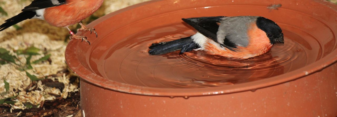 Gimpelmännchen beim Bad.